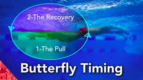 Butterfly Swimming Technique Timing How To Swim Butterfly Swimming