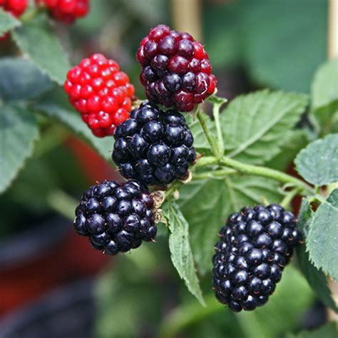 Thornless Blackberry Plant 1 Gallon 2 3 Feet Tall Lemoncitrustree