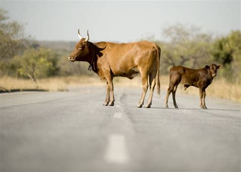 Cow On The Middle Of The Road Stock Photo Image Of Africa Heat 6004534