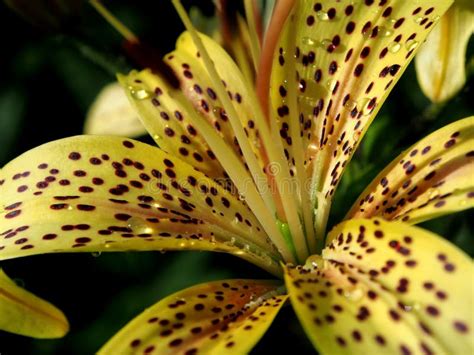 Raindrops On Yellow Tiger Lily Petals In The Garden Macro Stock Photo