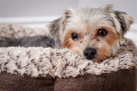 Morkie Dogs 6 Important Facts Information And Morkie Puppy Pictures