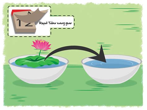 3 Ways To Grow Lotus Flower Wikihow