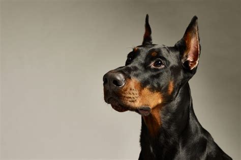 Doberman Pinscher Personality Traits And Facts
