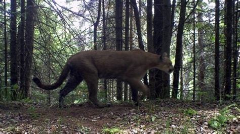 Michigan Dnr Verifies Three Upper Peninsula Cougar Photos