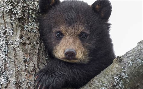 Download Cute Face Cub Animal Bear Hd Wallpaper