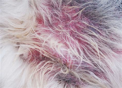 Pictures Of Cushings Disease In Dogs With Vet Explanations