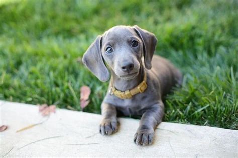 Five Things You Didnt Know About The Blue Dachshund