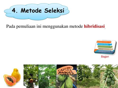 Ppt Pemuliaan Tanaman Menyerbuk Silang Powerpoint Presentation Free