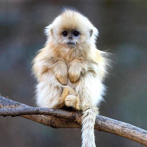 The Cutest Monkey Monkey Breeds Animals Cute Monkey