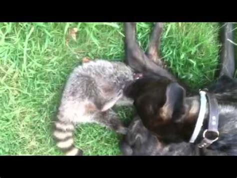 The mother in return makes a clicking sound and waits for the baby to find her. Raccoon tries to eat large dog alive - YouTube