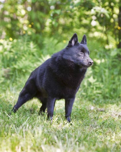 Schipperke | Dogs | Breed Information | Omlet