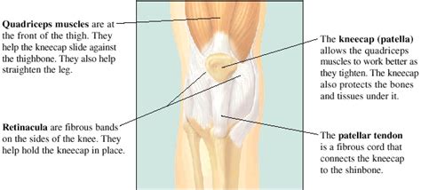 The Kneecap Patella And Knee Joint Beverly Hills Ca Hannon