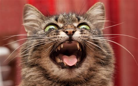Nice Image Of Cat Photo Of Cry Background Imagebankbiz