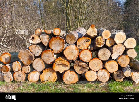 Pile Of Wood Logs In Forest Stock Photo Alamy