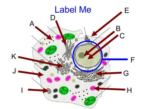 Specialized Cells Presentation