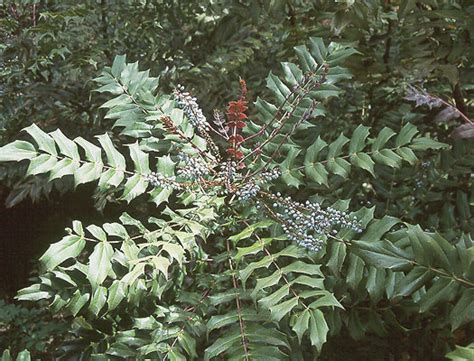 Mahonia × Media Arthur Menzies Landscape Plants Oregon State