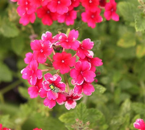 Menanam, bunga, daun bunga, tinggi, herba, botani, flora, bunga liar, gambar keren, karyawan, camara, hai, soal, lantana, fotografi makro, tanaman berbunga, lantana camara, keluarga verbena. Cara Menanam Dan Memelihara Bunga Verbena Dari Biji - tips ...