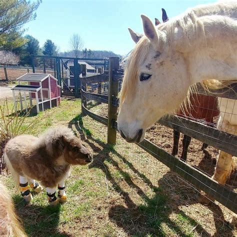 This Dwarf Pony Needed Help To Walk See How He Runs Now For The First