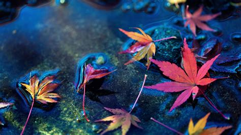 Autumn Water Maple Leaves Beautiful Live Wallpaper Hd 162693