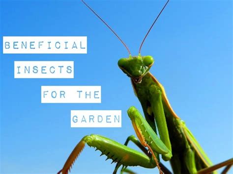 Top 10 Beneficial Insects That Help In The Garden Gardening Channel