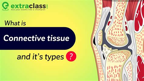 What Is Connective Tissue And Its Types Biology