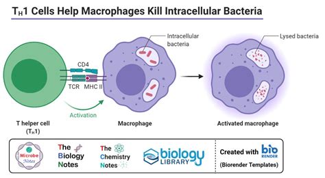 Macrophages Structure Immunity Types Functions