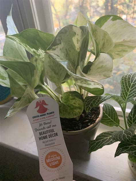 3.6 out of 5 stars 2,682. I got this plant at Home Depot as my first house plant ...