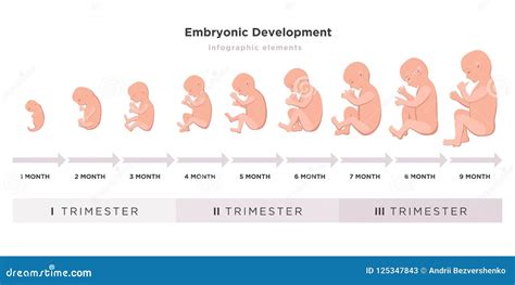 Embryonic Development Month By Month Cycle From 1 To 9 Month To Birth With Embryo Icons On