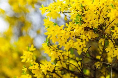 Florida Yellow Flowering Trees Identification Uf Sfrc 4 H Yellow Jessamine Showy Panicles Of