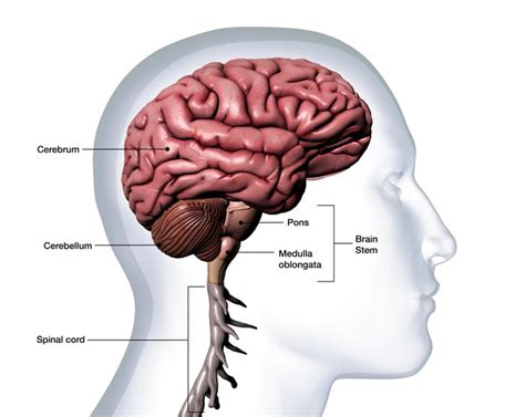 Otak Kecil Pengertian Fungsi Dan Gangguan Yang Terjadi HaloEdukasi Com