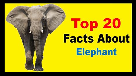 Elephant Facts Youtube