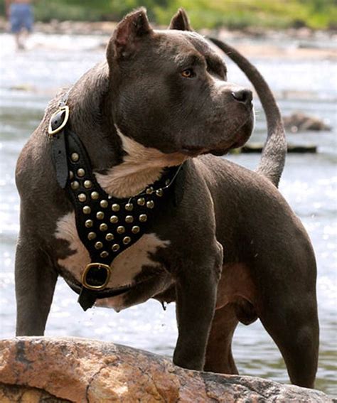 2.) the american staffordshire terrier (this. American Pit Bull Terrier (APBT) | DinoAnimals.com