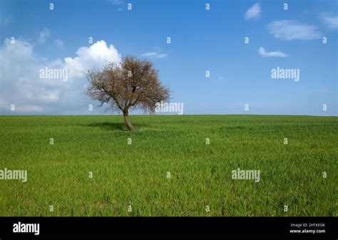 Sky Field Tree Hill Clouds Hi Res Stock Photography And Images Alamy