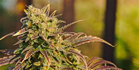Top 10 Classic Cannabis Strains You Need To Know