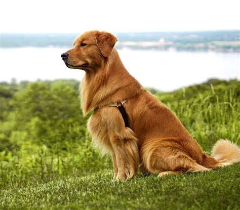 Golden Retriever Noble Loyal Companions Dog Photos Animals Beautiful