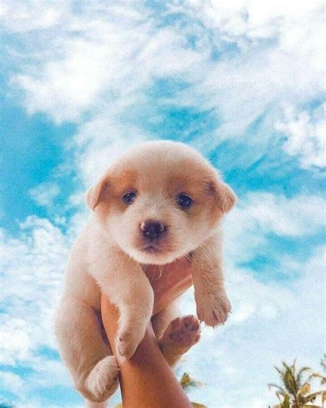 Visuals ☾ On Twitter Cute Dog Wallpaper Really Cute Dogs Cute