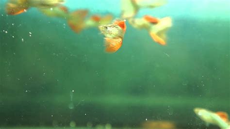 Snakeskin may either refer to the skin of a live snake, the shed skin of a snake after molting, or to a type of leather that is made from the hide of a dead snake. Red Lace Snakeskin Guppy - YouTube