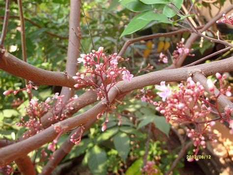 ~pitangatuba~ fruit tree eugenia selloi neonita star cherry live sml pot'd plant. Exotic Plants in Indonesia : Star Fruit