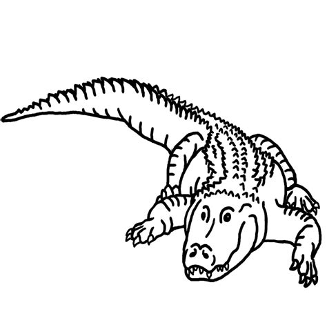 Reptiles warm or cool themselves by moving to warmer or cooler places. Free Printable Alligator Coloring Pages For Kids