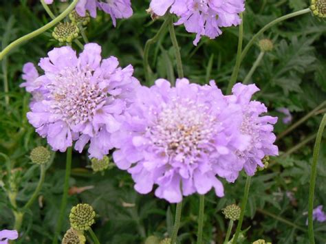 Scabiosa Columbaria Butterfly Blue Scabiosa Butterfly Blue From