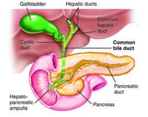 Mbbs Medicine Humanity First The Gallbladder And Bile Ducts