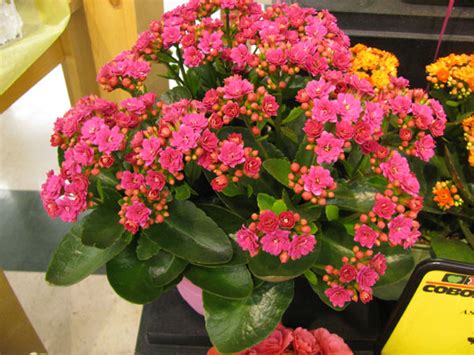 Check spelling or type a new query. 26 Beautiful Non Flowering House Plant Identification ...
