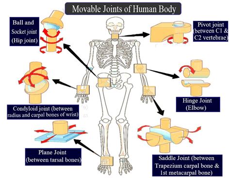 Bones And Muscles The Skeletal System Class Notes Cbse Class