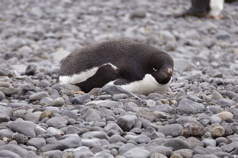 Even small colonies in urban areas may attract tours. Follow North : Penguin Colony Lifecycle on the Antarctic ...