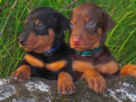 Doberman pinscher puppies and dogs. 12 Reasons Why You Should Never Own Doberman Pinschers