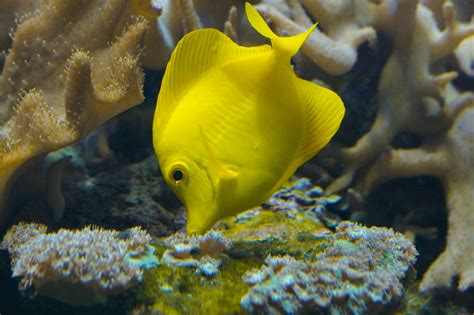 Bubbles is the much loved yellow tang in finding nemo and features in the dentist's fish tank. Dory and the Tang Dilemma