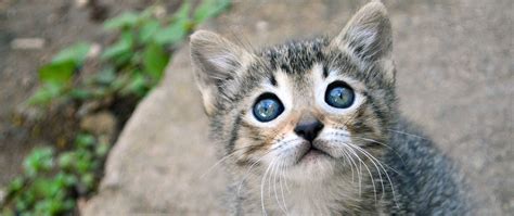 Webs best cute cat pictures updated constantly. Download wallpaper 2560x1080 kitten, cat, sight, cute ...