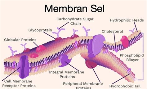 Siklus Krebs Skema Diagram Bagan Tahapan Proses Dan Hasil