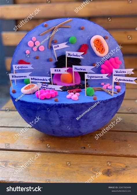 3d Animal Cell Model Which Contain Stock Photo 2247765449 Shutterstock