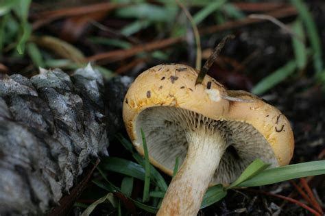 Georgia Mushroom Hunting And Identification Shroomery Message Board